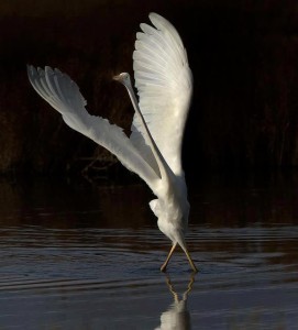 381856_374935662594729_75770699_n