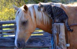 1011215_10153799079430075_76099627_n