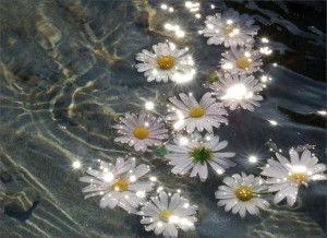 10174845_677745448939200_2989647351863629625_n