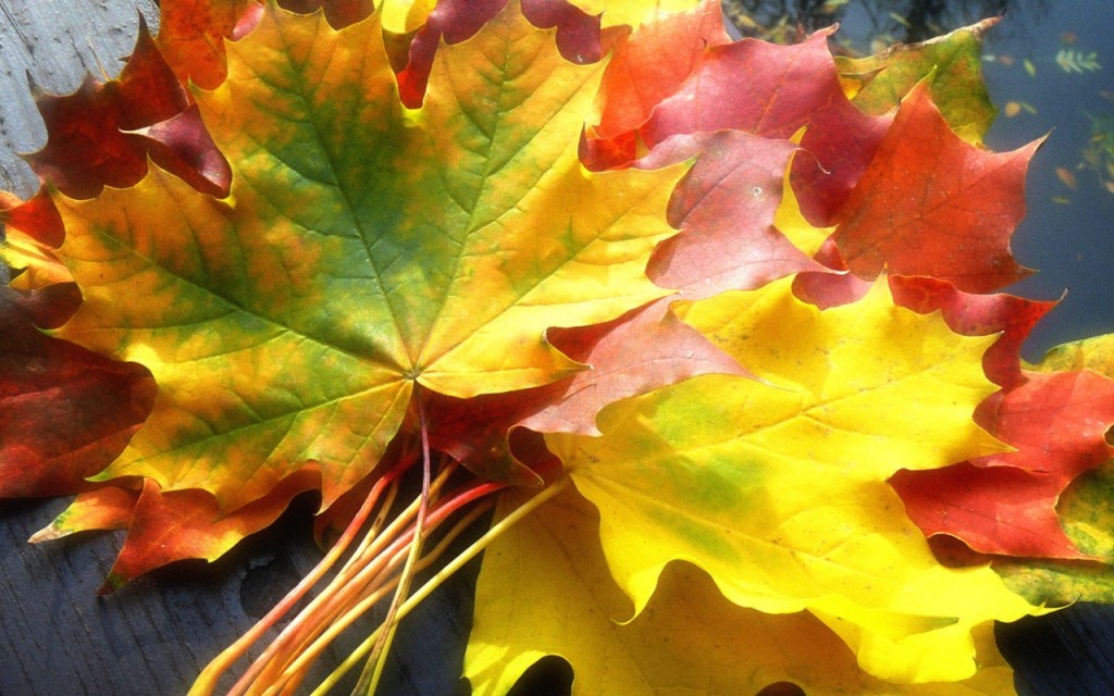 Nature_Seasons_Autumn_Gifts_of_Autumn_018523_